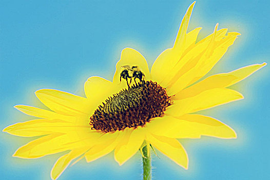 特写,蜜蜂,花