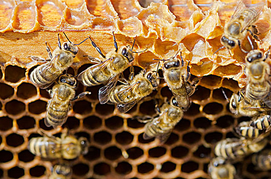 蜜蜂,木质,蜂窝,巴伐利亚,德国,欧洲