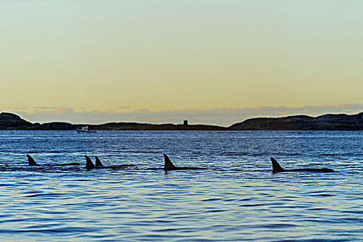 逆戟鲸,鳍,展示,挪威,欧洲