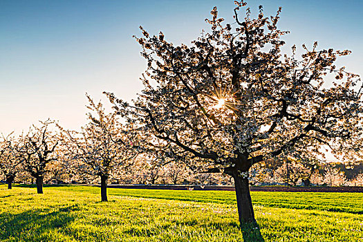 盛开,樱桃树,牧场,阳光,春天,瑞士