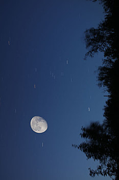 月亮,星星,树
