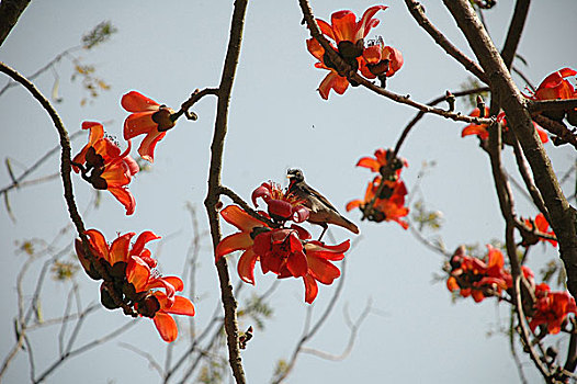 花,春天,孟加拉,二月,2008年