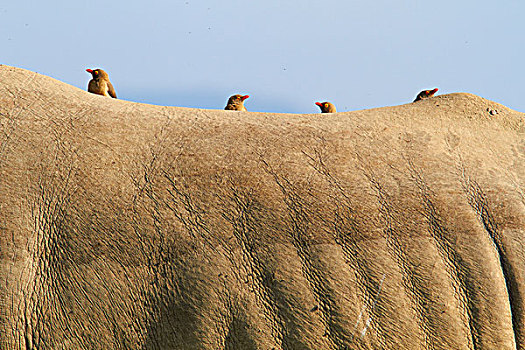 栖息,背影,犀牛,纳库鲁湖,肯尼亚,非洲