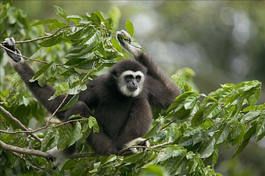长臂猿,坐,树上,东南亚