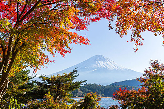 富士山,枫树