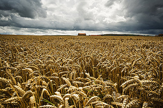 英格兰,北约克郡,乌云,收集,上方,成熟,大麦