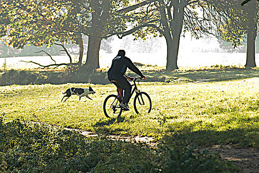 后视图,男青年,骑自行车,公园