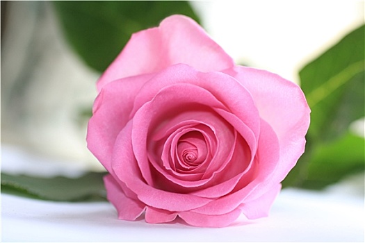 漂亮,粉红玫瑰,特写