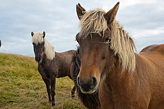 马,地点,特写,冰岛