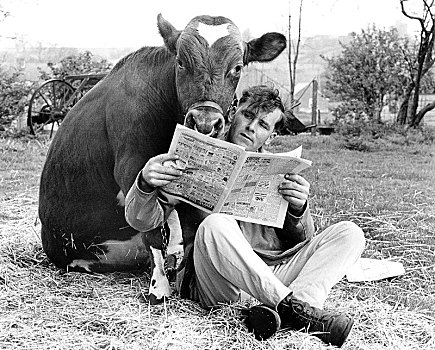 男人,母牛,读,报纸,英格兰,英国