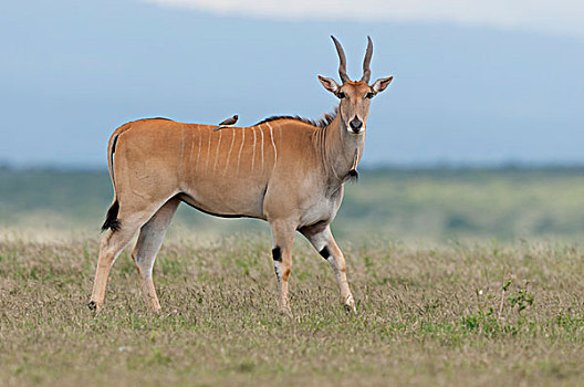 大羚羊,女性,牧场,肯尼亚