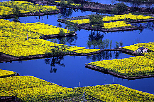 安徽芜湖油菜花