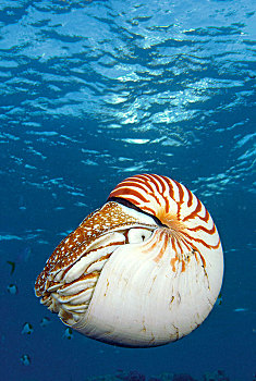 鹦鹉螺,珠,帕劳,密克罗尼西亚,大洋洲