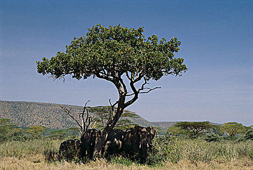 非洲象,牧群,休息,荫凉,塞伦盖蒂国家公园,坦桑尼亚