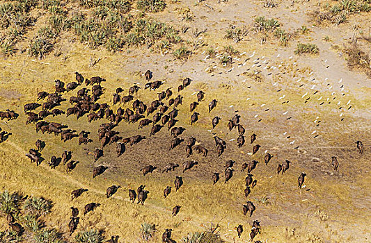 岬角,水牛,漫游,牧群,飞,牛背鹭,奥卡万戈三角洲,博茨瓦纳,非洲