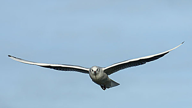 黑头鸥,飞行,北莱茵威斯特伐利亚,德国,欧洲