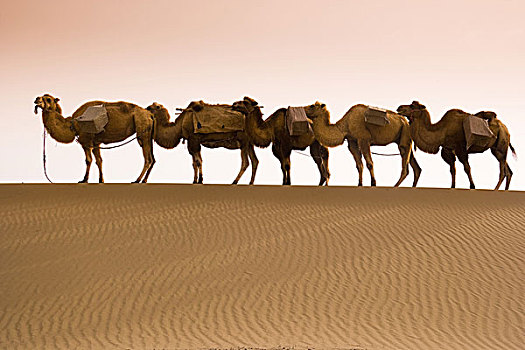 骆驼,沙丘,沙漠,中国