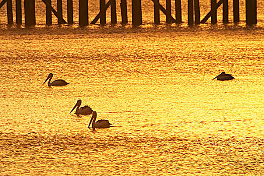 日出,鹈鹕,码头,赫维湾,海岸,昆士兰,澳大利亚