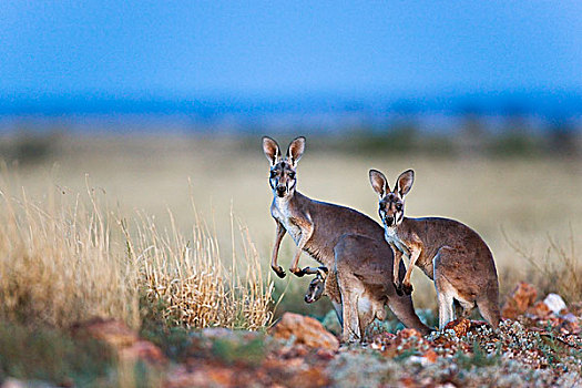 红袋鼠,女性,两个,幼仔,国家公园,澳大利亚