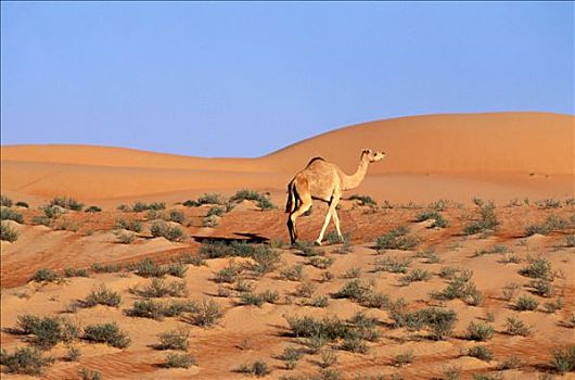 阿曼,沙丘,沙漠,瓦希伯沙漠