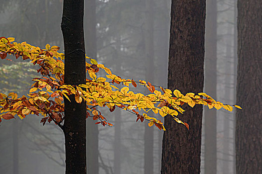 黄色,彩色,叶子,树干,秋天,山毛榉树,树林,木头,雾,巴登符腾堡,德国,欧洲