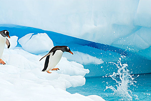 巴布亚企鹅,跳跃,冰山,西部,南极半岛,南极,南大洋
