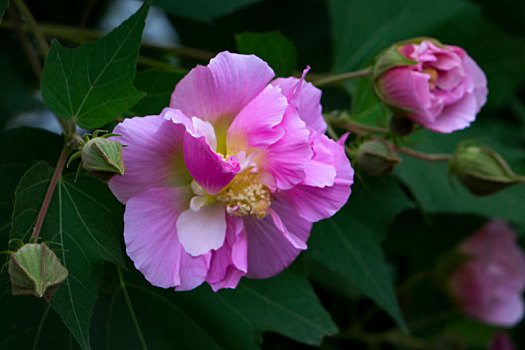 木芙蓉,木莲,芙蓉花