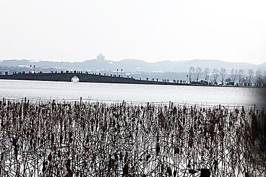 杭州,西湖,荷塘,荷叶,枯萎,干枯,死亡,冬天,平静,姿态,断桥,下雪