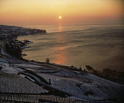 梯田,海边,沃州,瑞士