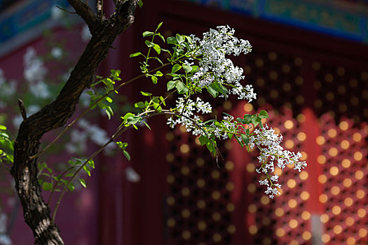 北京法源寺的春色