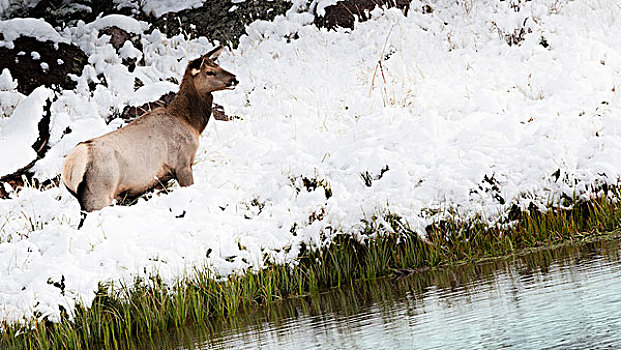 黄石国家公园,怀俄明,美国,一个,麋鹿,站立,雪中,靠近,河