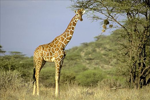 长颈鹿,站立,萨布鲁国家公园,肯尼亚