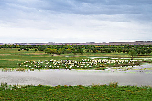 根河湿地草原牧羊