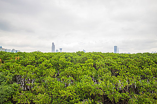 深圳湾公园