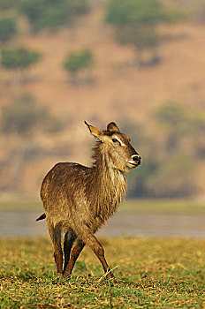 普通,水羚,母牛,岛屿,乔贝,河,乔贝国家公园,博茨瓦纳,非洲