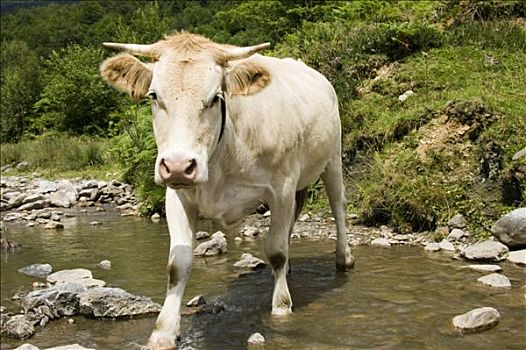 褐色,母牛,穿过,利特尔河,山