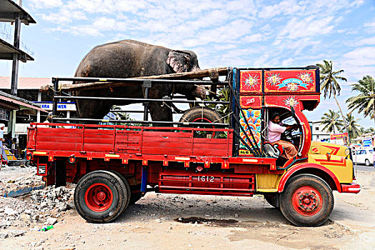 大象,运输,卡车,堡垒,高知,喀拉拉,印度南部,印度,亚洲