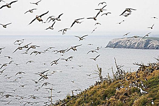 大西洋海雀,北极,飞,生物群,海鸥,岛屿,生态,自然保护区,纽芬兰,加拿大