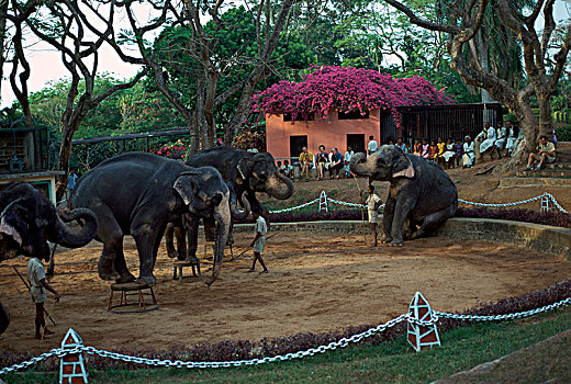 大象,表演,动物园,斯里兰卡,艺术家,未知