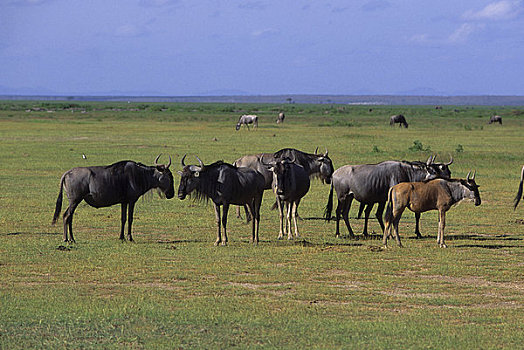 肯尼亚,安伯塞利国家公园,角马
