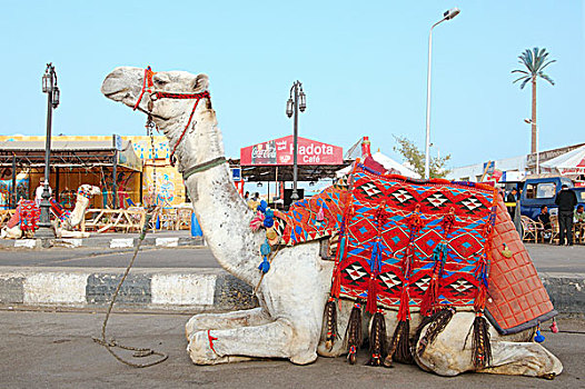 单峰骆驼,阿拉伯骆驼,坐,街道,老,市场,沙姆沙伊赫,埃及,非洲