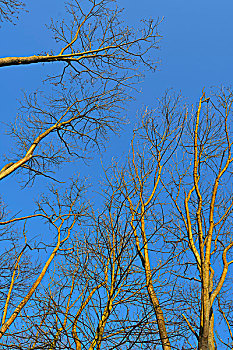 仰视,空,落叶树,施佩萨特,巴伐利亚,德国