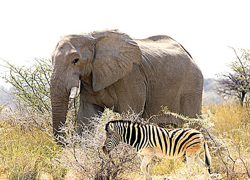 纳米比亚,非洲,非洲象,斑马,胜地
