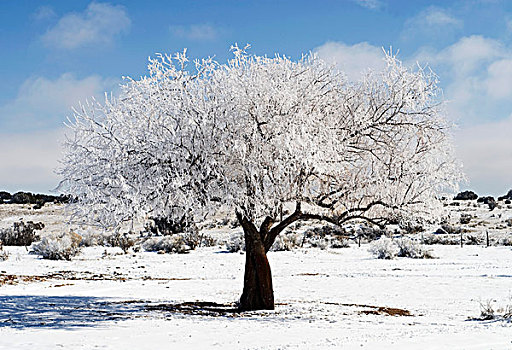 积雪,橄榄树