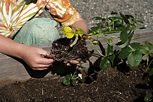 腰部,孩子,种植,草莓植物
