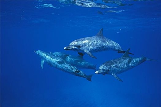 大西洋点斑原海豚,花斑原海豚,群,巴哈马,加勒比海