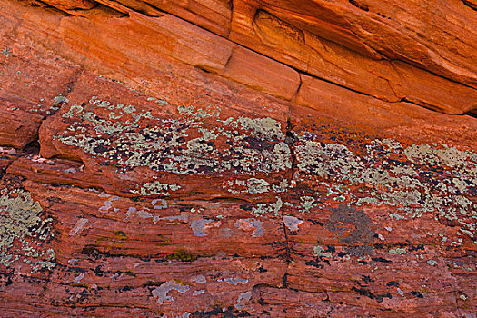 苔藓,岩石上,锡安国家公园,犹他,美国