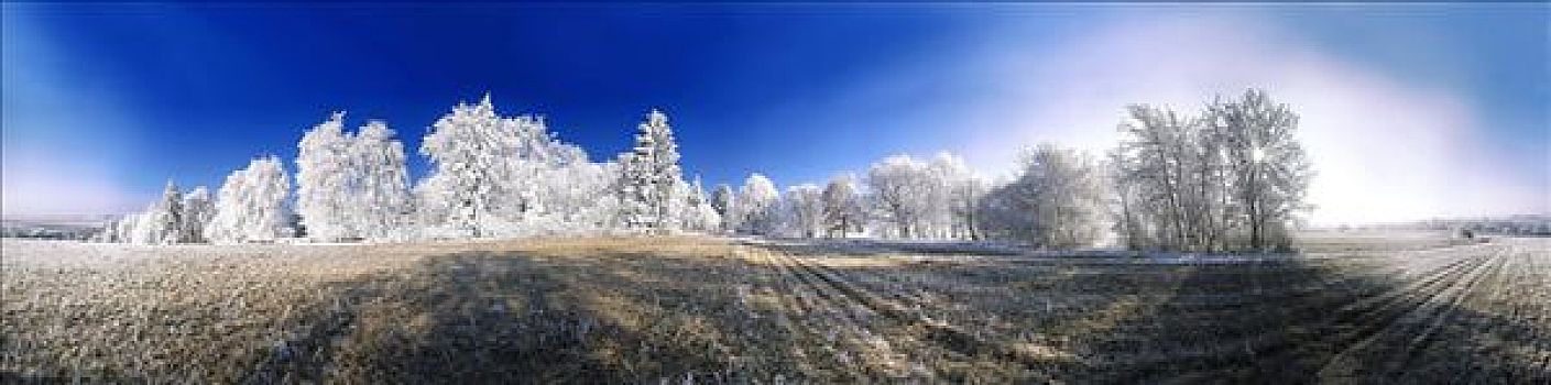 全景,霜冻,树,靠近,艾希斯泰特,巴伐利亚,德国,欧洲