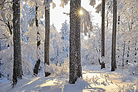 雪,遮盖,树林,太阳,格罗塞尔,图林根州,德国