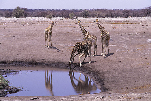 纳米比亚,埃托沙国家公园,长颈鹿,水潭